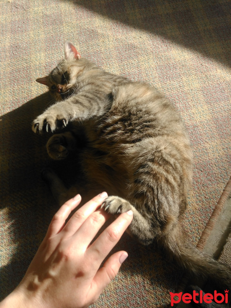 Tekir Kedi, Kedi  Şurup fotoğrafı