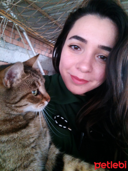 Tekir Kedi, Kedi  Mia fotoğrafı