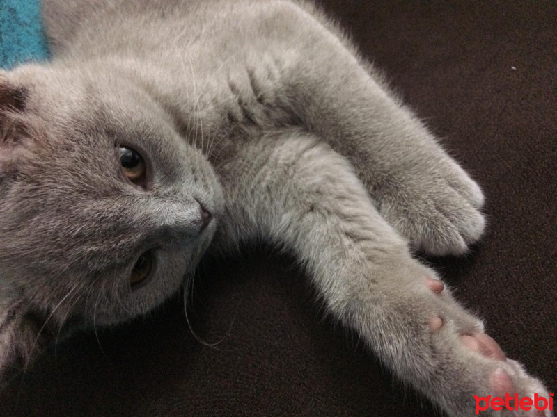 British Shorthair, Kedi  Kimyon fotoğrafı