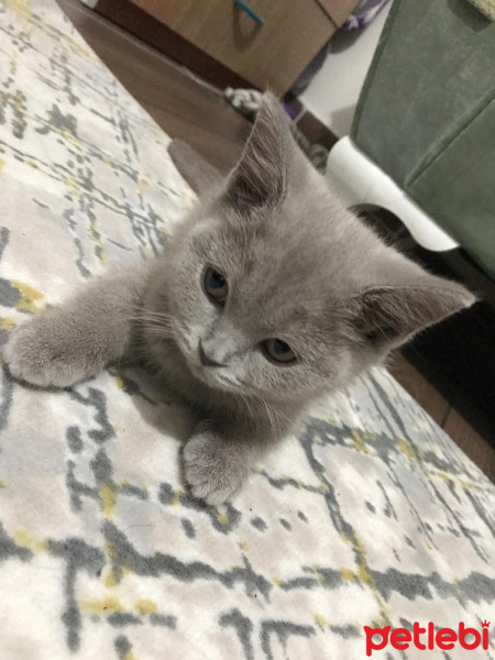 British Shorthair, Kedi  Kimyon fotoğrafı