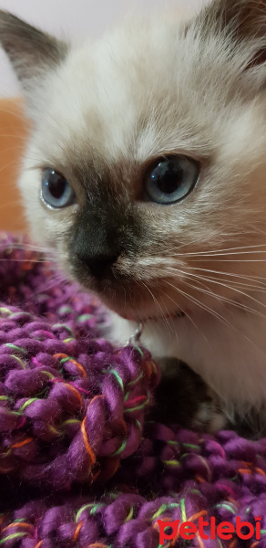 Himalayan, Kedi  Pufi fotoğrafı