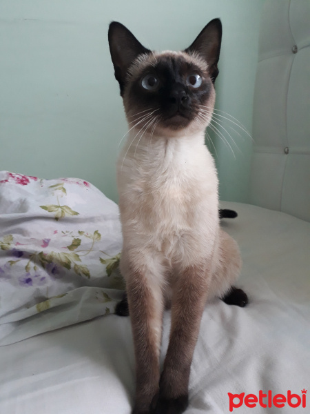 Siyam Kedisi, Kedi  Maviş fotoğrafı