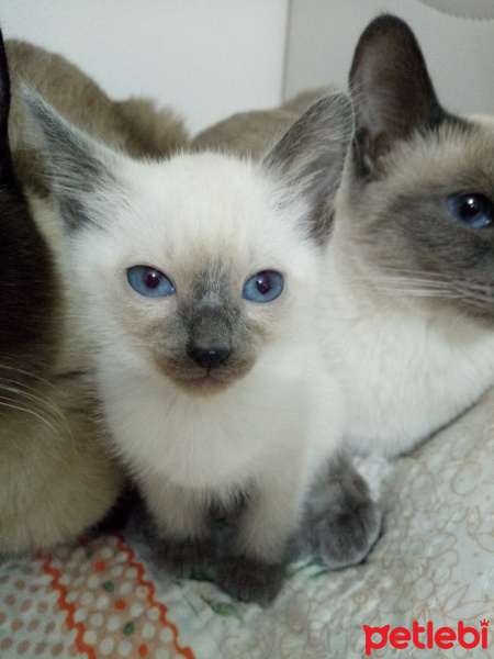 Siyam Kedisi, Kedi  Siyam fotoğrafı