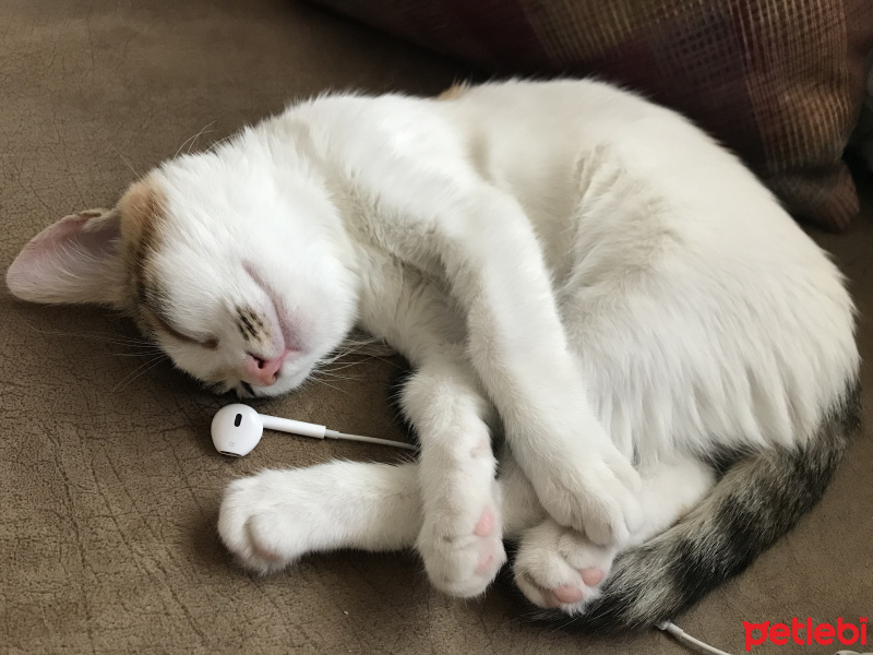Tekir Kedi, Kedi  Itırsu fotoğrafı