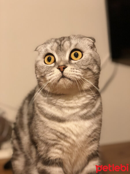 Chinchilla, Kedi  Mia fotoğrafı