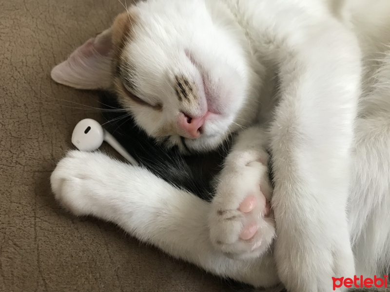 Tekir Kedi, Kedi  Itırsu fotoğrafı