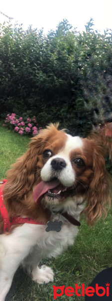 Cavalier King Charles Spanieli, Köpek  Sophie fotoğrafı