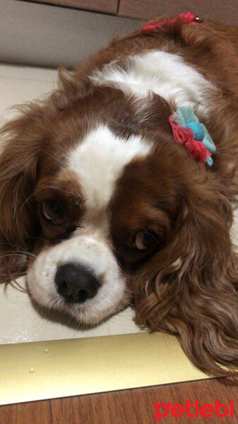 Cavalier King Charles Spanieli, Köpek  Sophie fotoğrafı