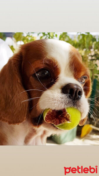 Cavalier King Charles Spanieli, Köpek  Sophie fotoğrafı