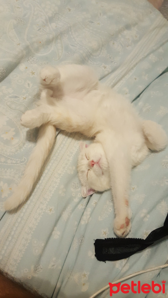 Scottish Fold, Kedi  Mocha fotoğrafı