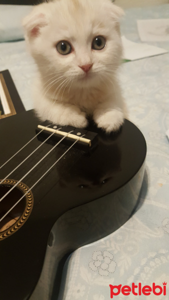 Scottish Fold, Kedi  Mocha fotoğrafı