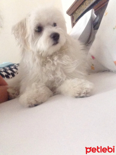 Maltese, Köpek  köpük fotoğrafı