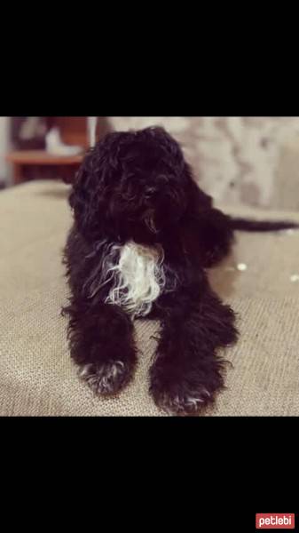 Welsh Terrier, Köpek  Bomonti  fotoğrafı