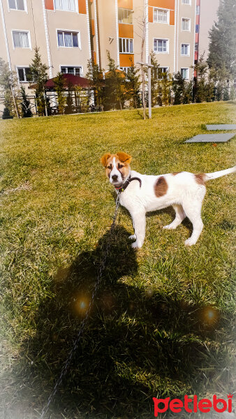 Akbaş, Köpek  Tarçın fotoğrafı