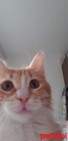 Sarman, Kedi  Simon fotoğrafı