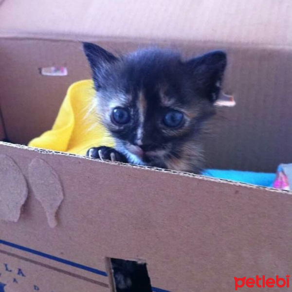 Tekir Kedi, Kedi  Pakize fotoğrafı