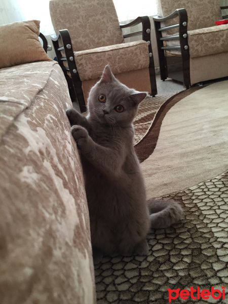 British Shorthair, Kedi  Bulut fotoğrafı