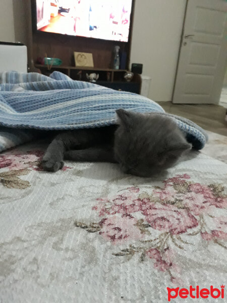 British Shorthair, Kedi  Kül fotoğrafı