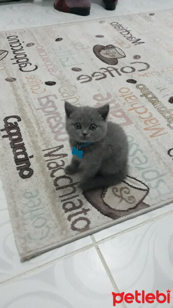 British Shorthair, Kedi  Kül fotoğrafı