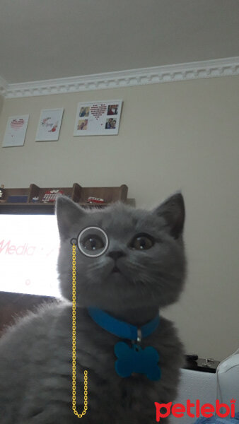 British Shorthair, Kedi  Kül fotoğrafı