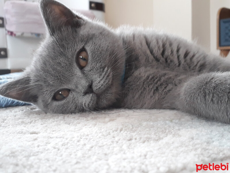 British Shorthair, Kedi  Kül fotoğrafı