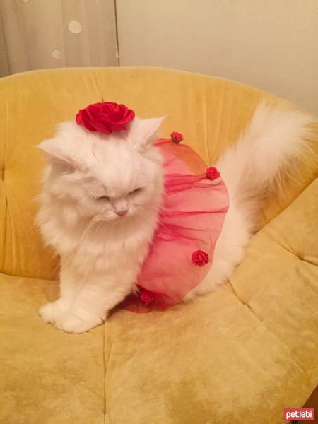 İran Kedisi (Persian), Kedi  Mia fotoğrafı