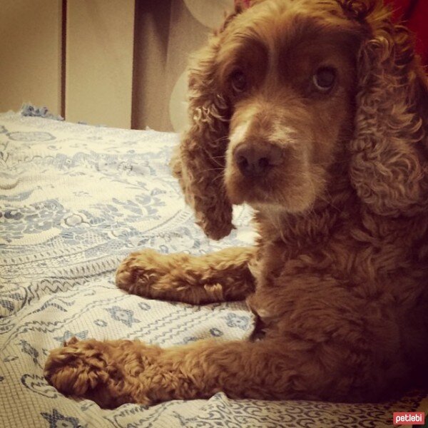 İngiliz Cocker Spaniel, Köpek  whisky fotoğrafı