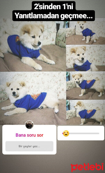 Pomeranyalı, Köpek  LUCY fotoğrafı