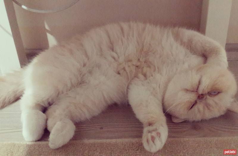 Exotic Shorthair, Kedi  Pamuk fotoğrafı