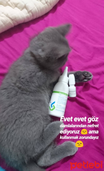 British Shorthair, Kedi  ALFA fotoğrafı