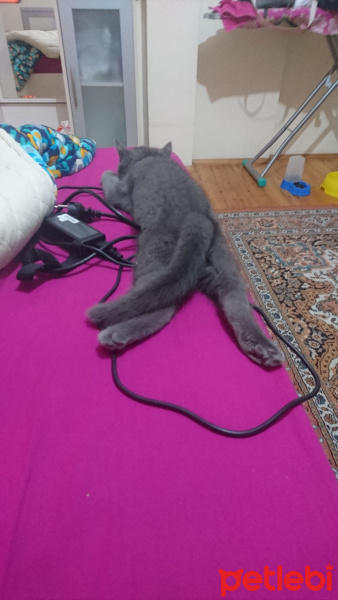 British Shorthair, Kedi  ALFA fotoğrafı