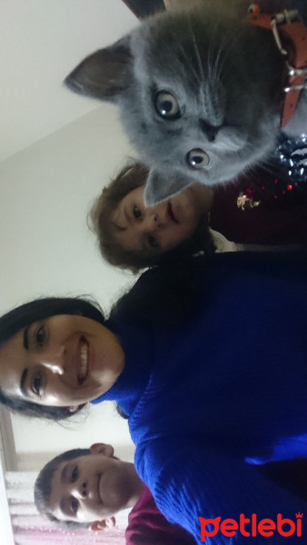 British Shorthair, Kedi  ALFA fotoğrafı
