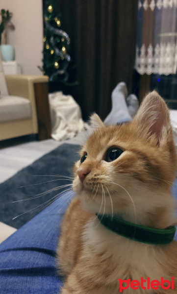 Sarman, Kedi  Payas fotoğrafı