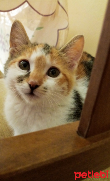Tekir Kedi, Kedi  Nepenthe fotoğrafı