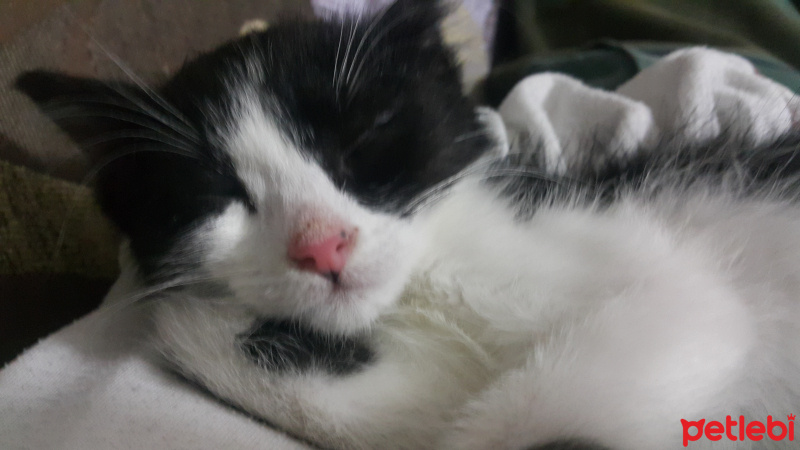 Tuxedo (Smokin) Kedi, Kedi  Şans fotoğrafı