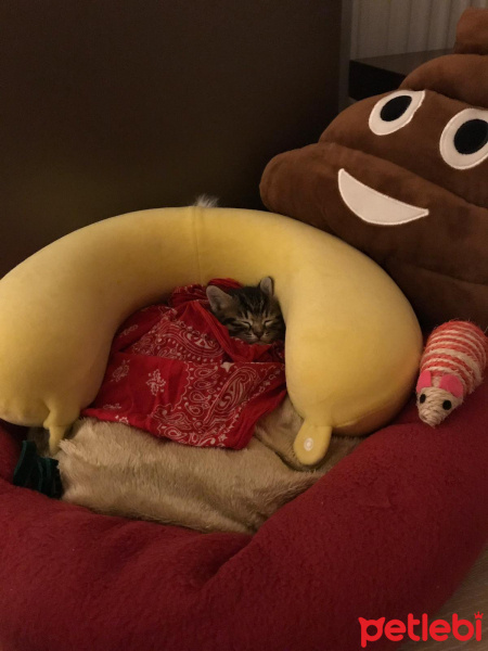 Tekir Kedi, Kedi  Petek fotoğrafı