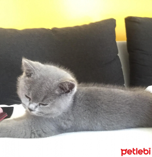 British Shorthair, Kedi  behlül fotoğrafı