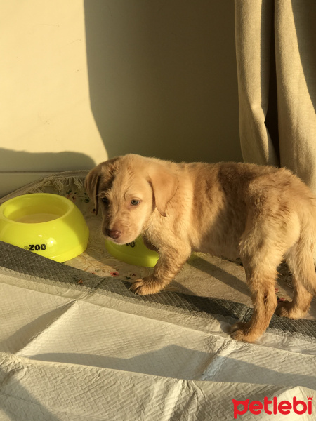 Labrador Retriever, Köpek  Cookie fotoğrafı