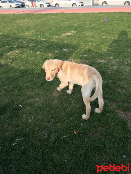 Labrador Retriever, Köpek  Cookie fotoğrafı