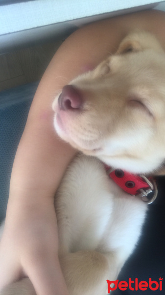 Labrador Retriever, Köpek  Cookie fotoğrafı