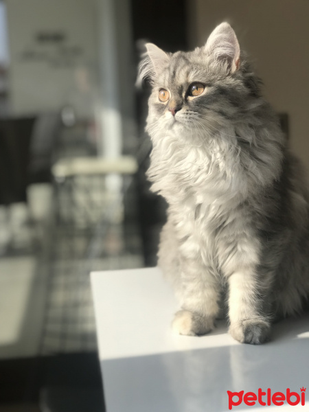 Chinchilla, Kedi  lena fotoğrafı