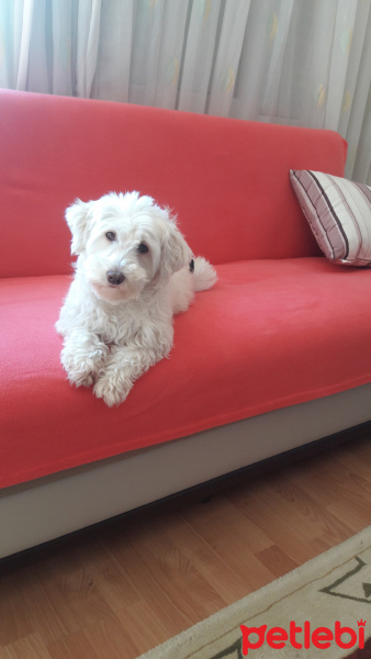 Skye Terrier, Köpek  paspal    not:  lütfen mesaj atın aramayın fotoğrafı