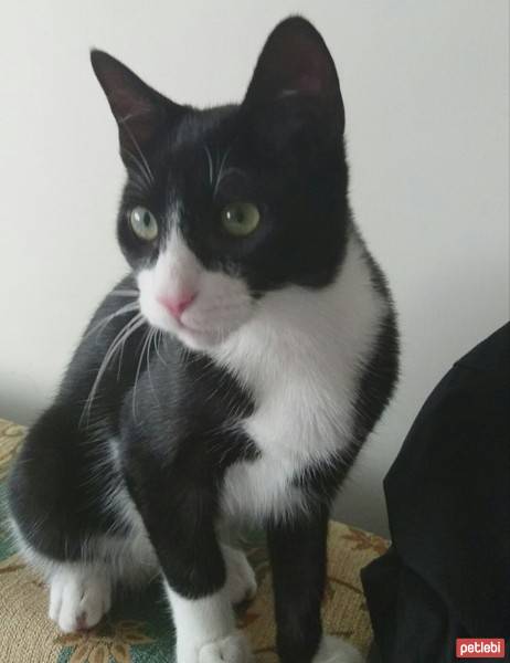 Tuxedo (Smokin) Kedi, Kedi  Cimşit fotoğrafı