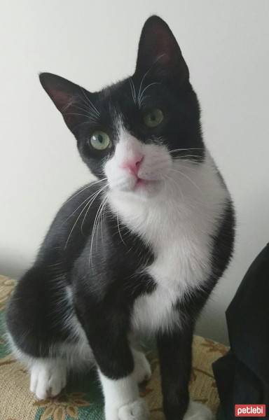 Tuxedo (Smokin) Kedi, Kedi  Cimşit fotoğrafı