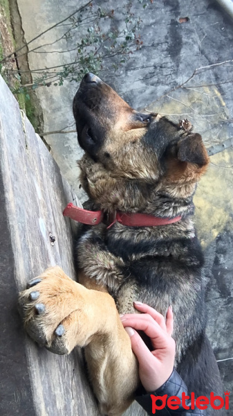Alman Çoban Köpeği, Köpek  Asena fotoğrafı