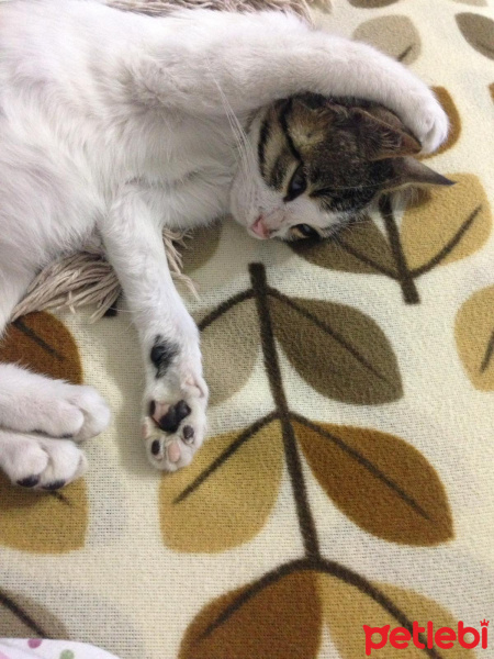 Tekir Kedi, Kedi  Bahtiyar KULELİ fotoğrafı