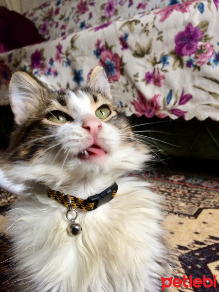 Abyssinian, Kedi  Faça fotoğrafı
