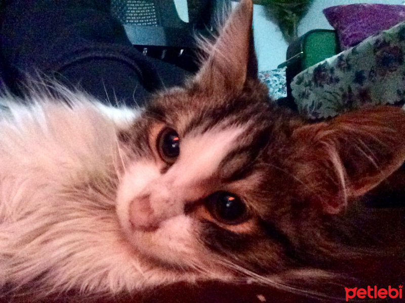 Abyssinian, Kedi  Faça fotoğrafı