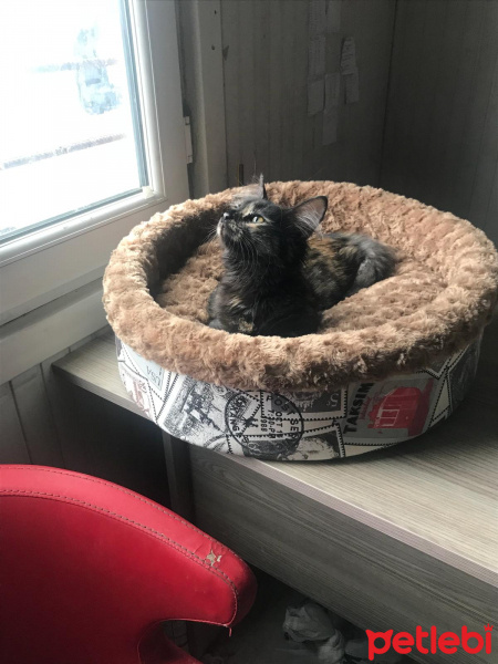 Tekir Kedi, Kedi  Mişa fotoğrafı