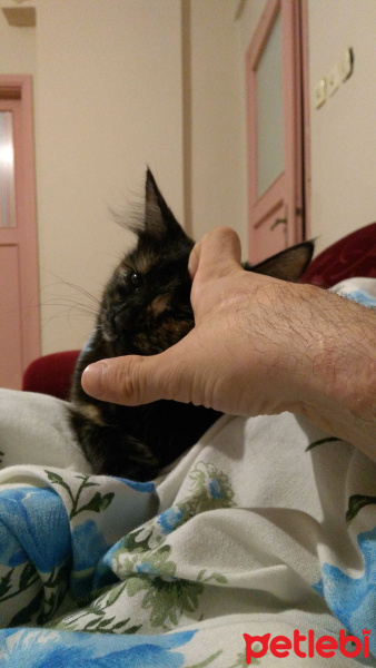 Tekir Kedi, Kedi  Mişa fotoğrafı